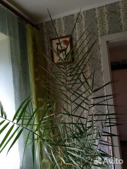 Финиковая пальма