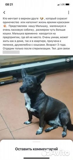 Собака в добрые руки
