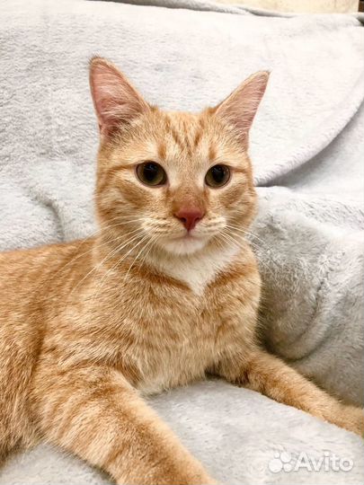 Мартин - потрясающий котейка ищет дом