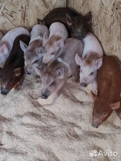 Поросята ландрас дюрок