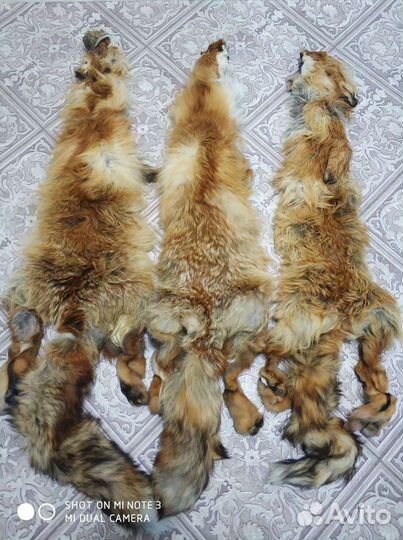 Продам шкурки лисица