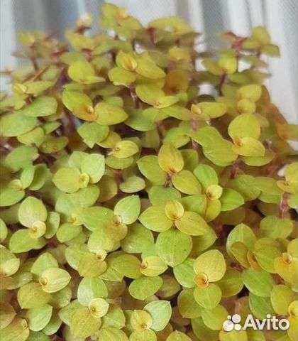 Каллизия Gold