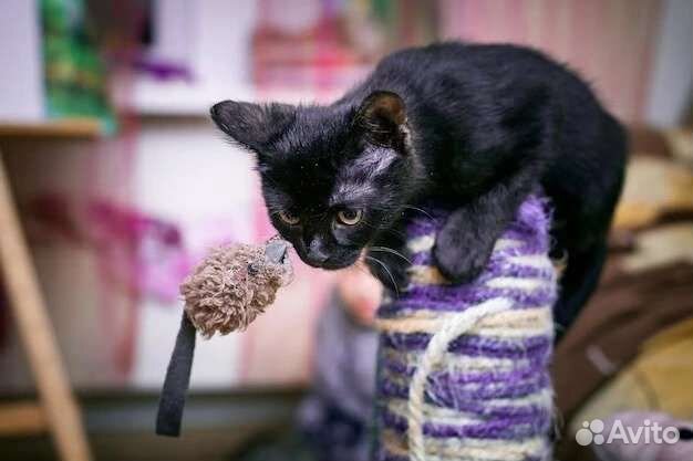 Котенок отдам в добрые руки