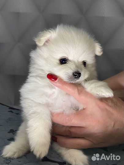 Щенки немецкого шпица