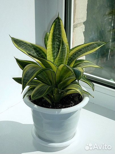 Сансевиерия Голден Ханни (крупные детки)