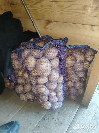 Свежий Картофель