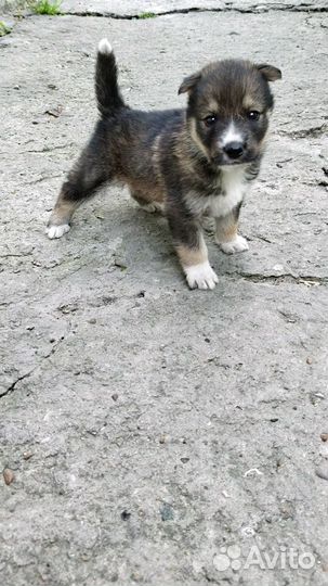 Щенок полу-хаски, щенки