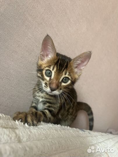 Бенгальская