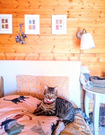 Домашняя кошачья зоогостиница, Передержка кошек