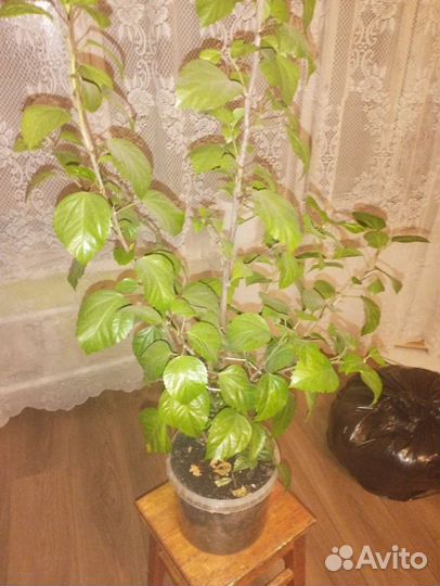 Фукция