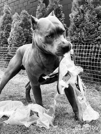 Питбультерьер вязка