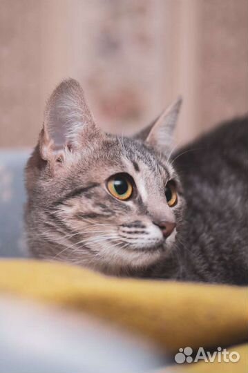 Преданная кошка