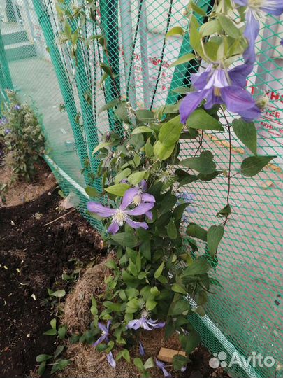 Клематис Ист Ривер