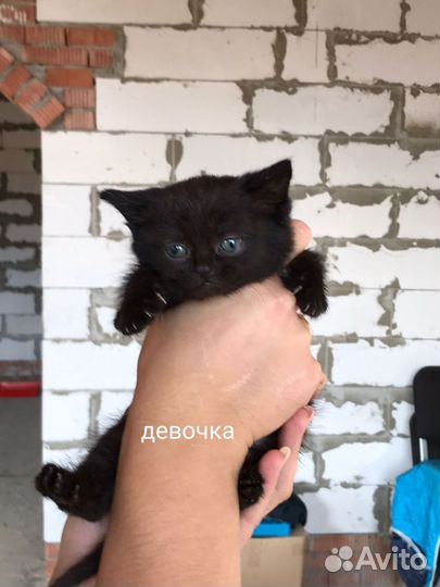 Котята(смесь британки) в добрые руки