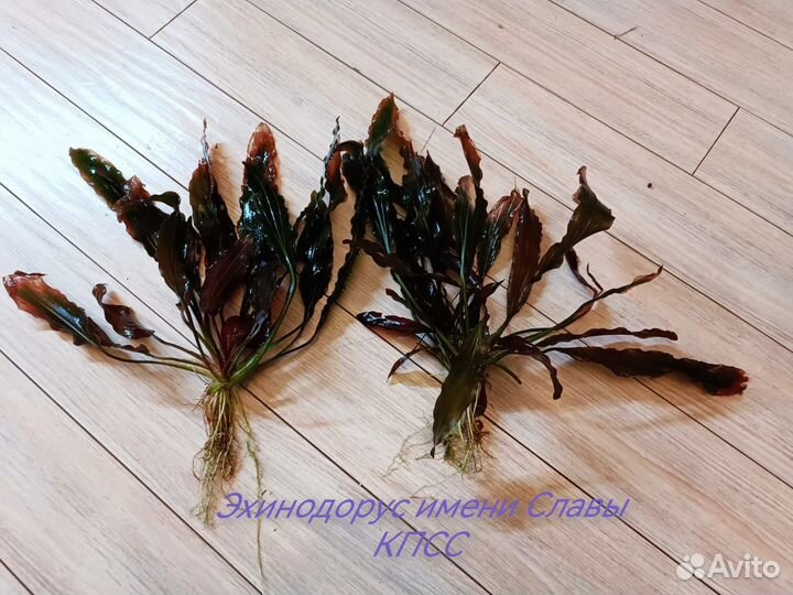 Аквариумные растения