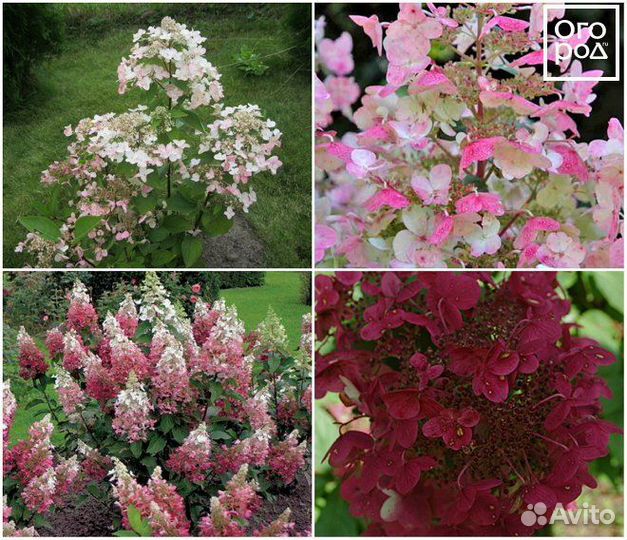 Гортензии различных сортов