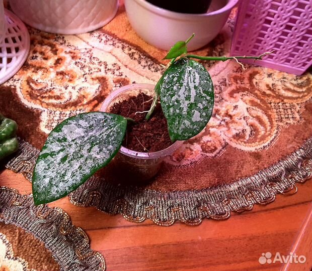 Хойи сортовые