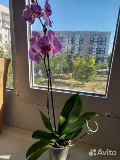 Орхидея фаленопсис