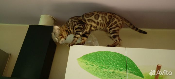 Бенгальская кот вязка