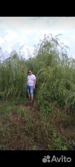 Ива шаровидная ива плакучая белая