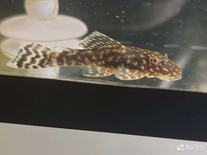 Аквариумные Рыбки