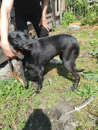 Собака в добрые руки отдам бесплатно