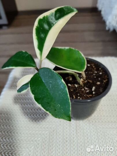 Хойя Кримсон Квин, Эскимо, Компакта