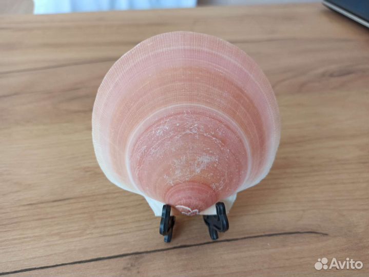 Морская раковина