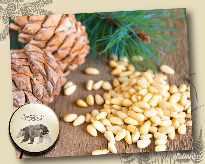 Ядро кедрового ореха