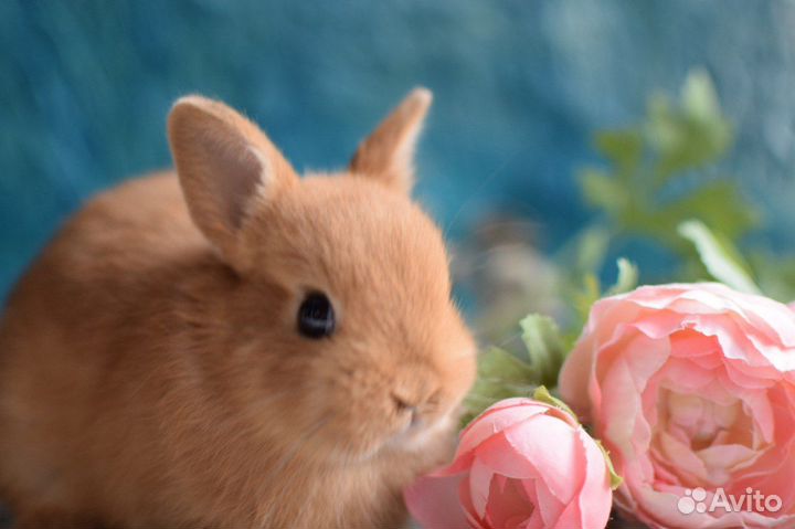Декоративные карликовые кролики