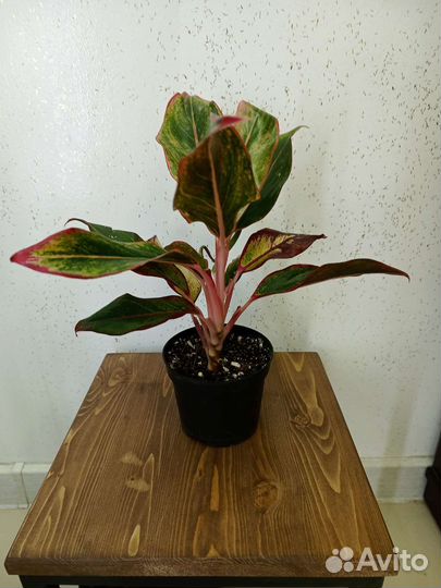 Аглаонема крит