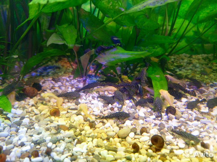 Сомики - анциструсы