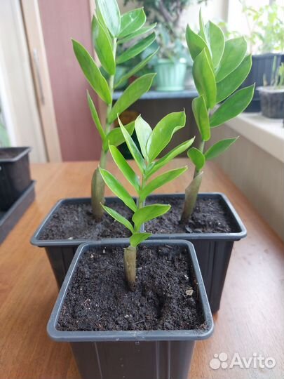 Замиокулькас, долларовое дерево