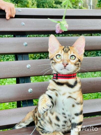 Бенгальская кошка