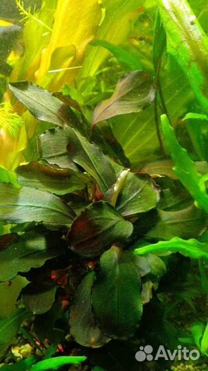 Прополка растений из аквариума