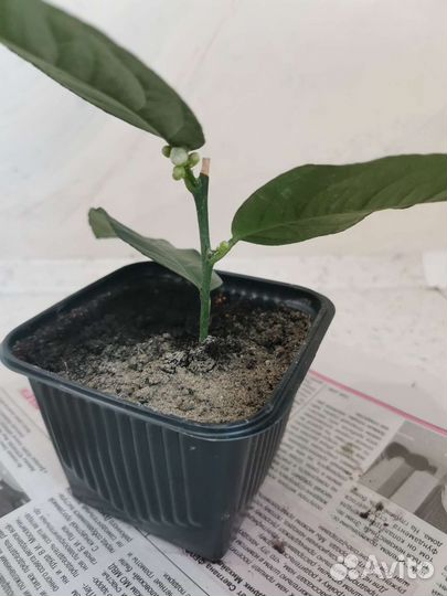 Экзотические растения, лимон, лайм, апельсин