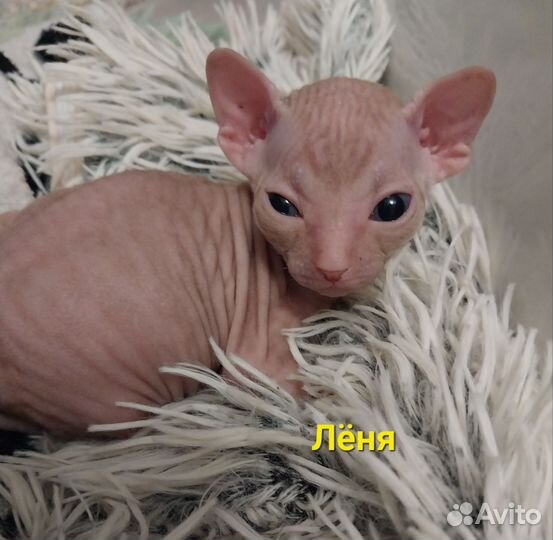 Донской сфинкс котята