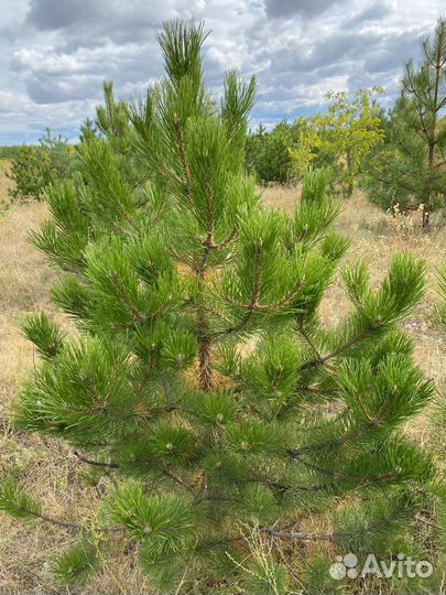 Сосна черная (Павловский Посад )