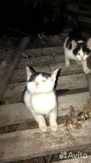 Котята в добрые руки