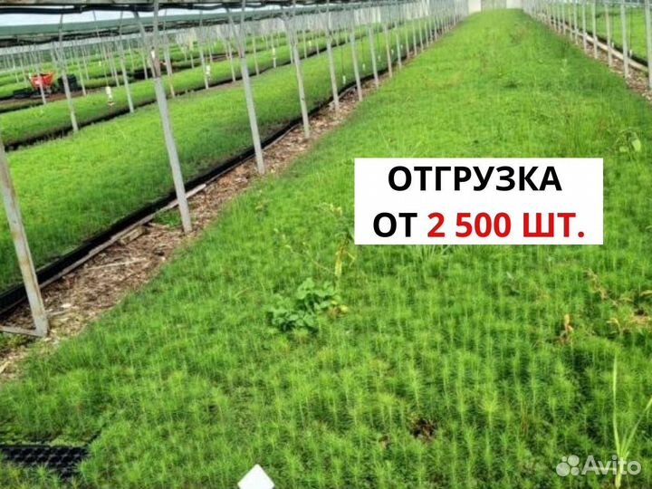 Сеянцы сосны зкс опт