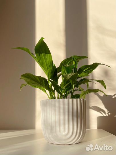 Спатифиллум, комнатное растение