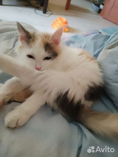 Кошка в дар бесплатно