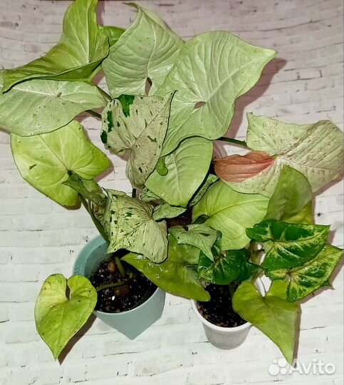 Сингониумы сортовые в ассортименте