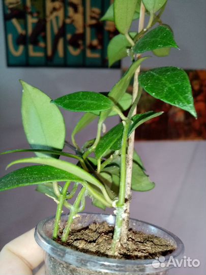 Хойя Ребекка