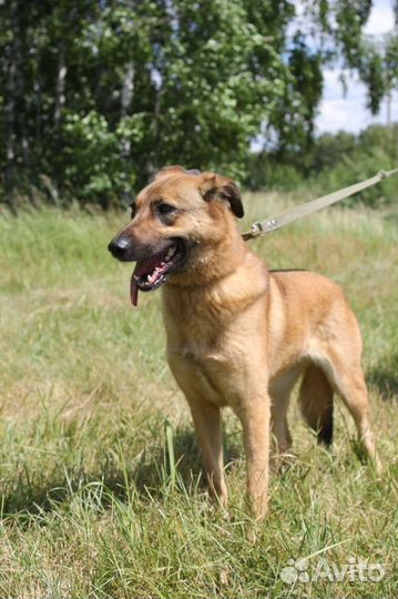 Собака ищет любящую семью