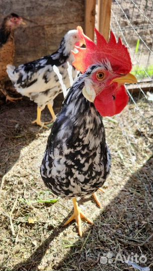 Петухи леггорн долматинец
