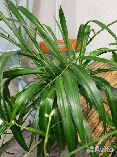 Хлорофитум хохлатый