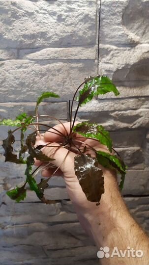 Роголистник,мхи,пистия