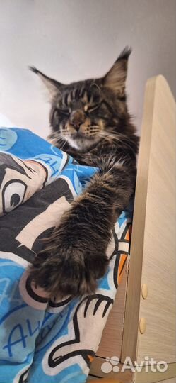 Котята мейн-кун