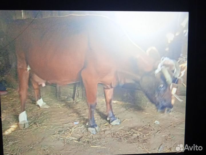 Коровы, и бычок